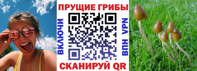 OMG онион  Покровск  Псилоцибиновые грибы прущие грибы 